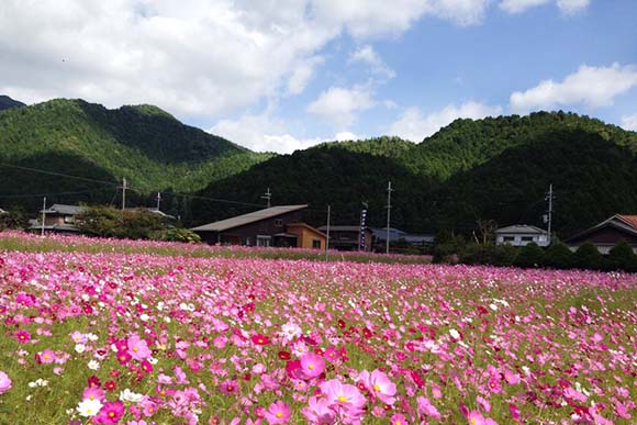 一面に広がるコスモス畑