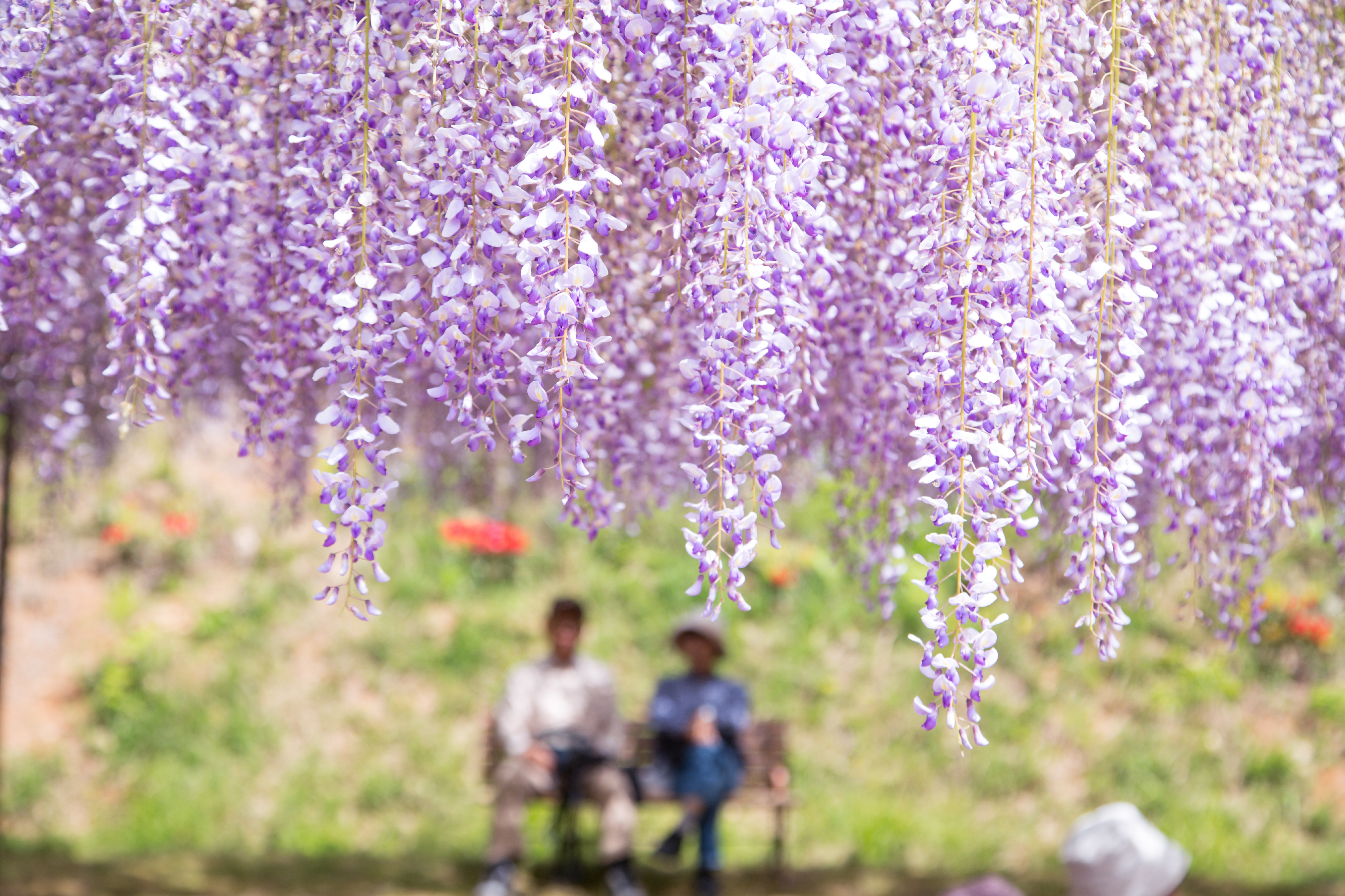 藤の花を楽しむ夫婦