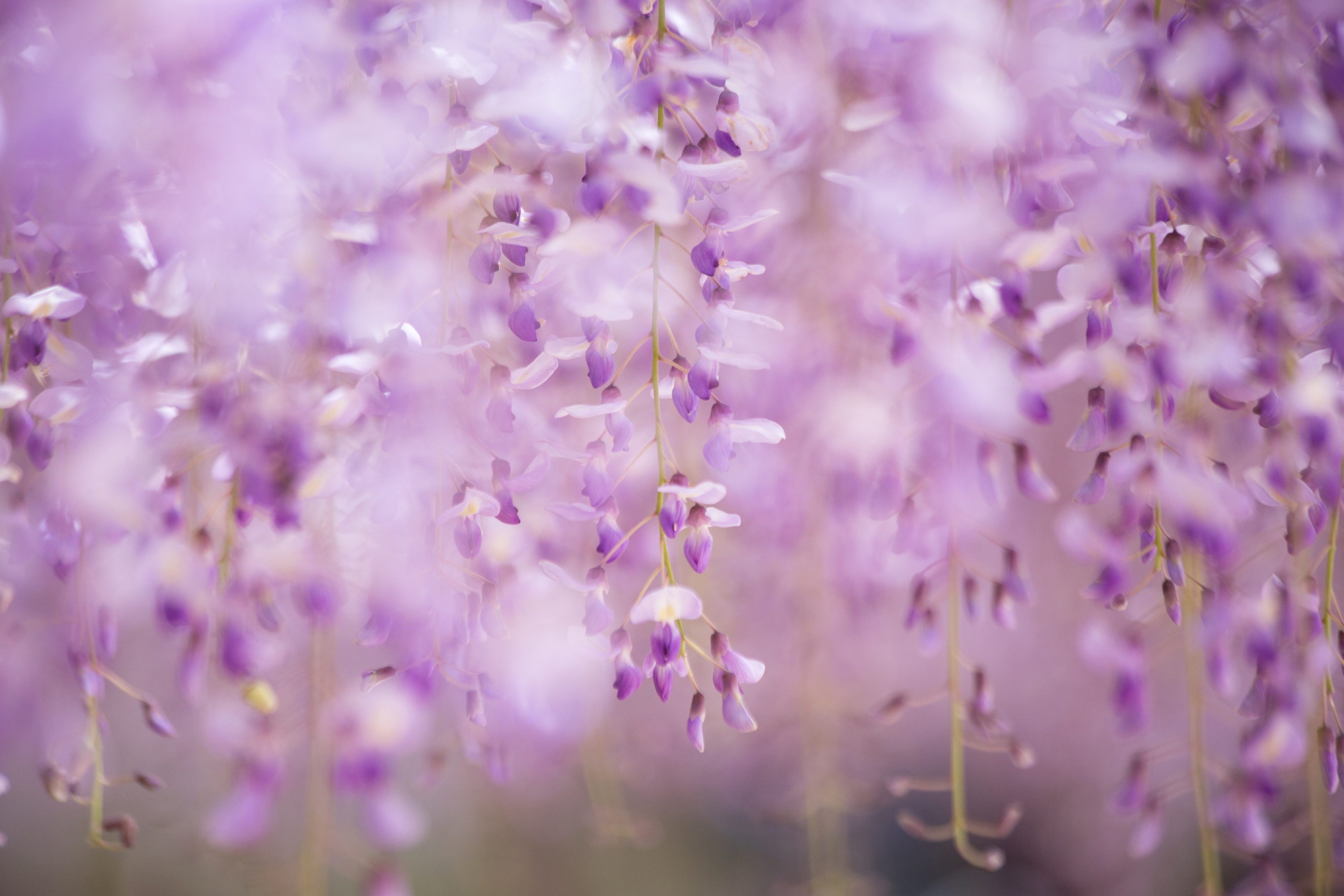 藤の花