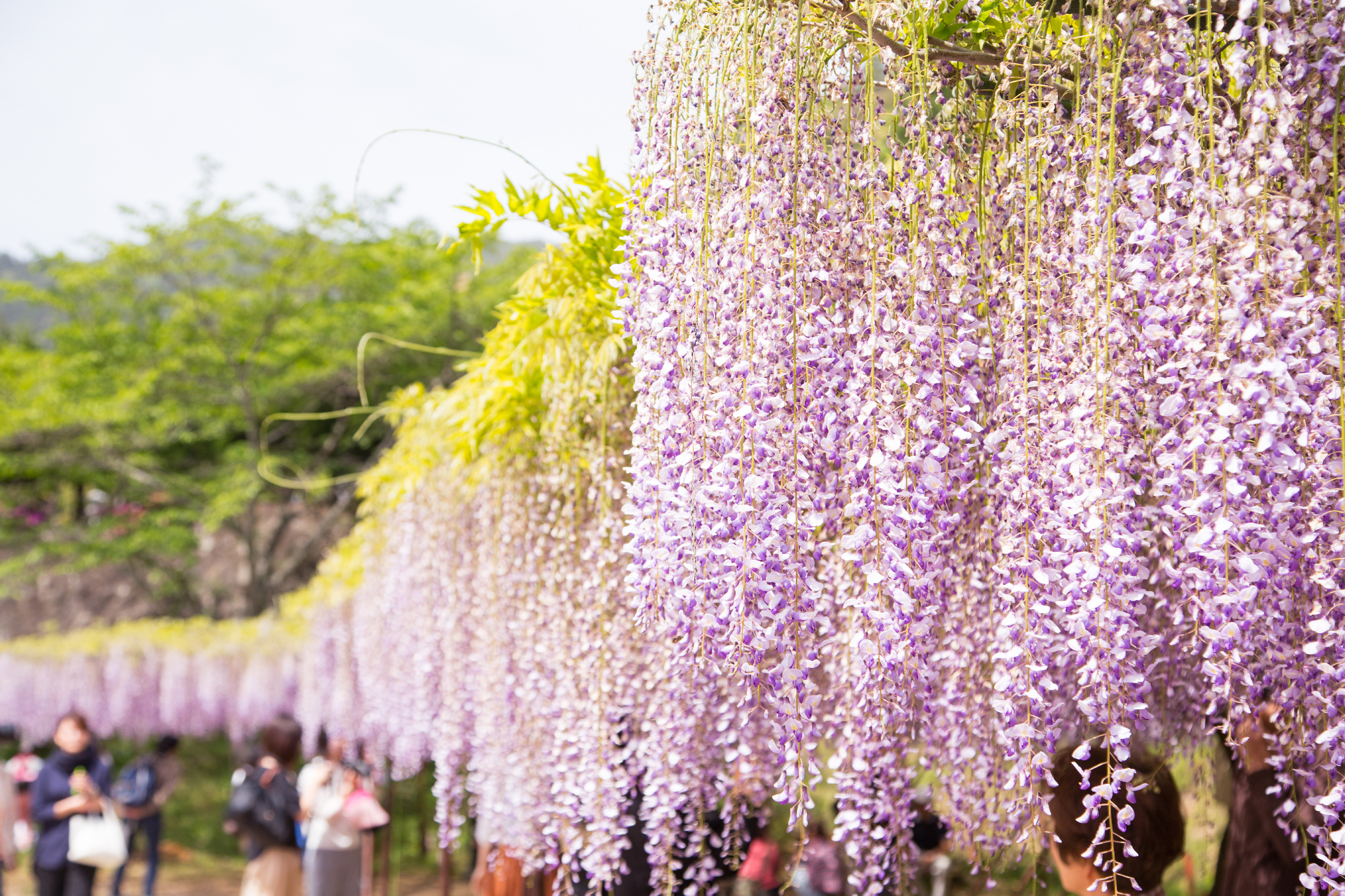 藤の花