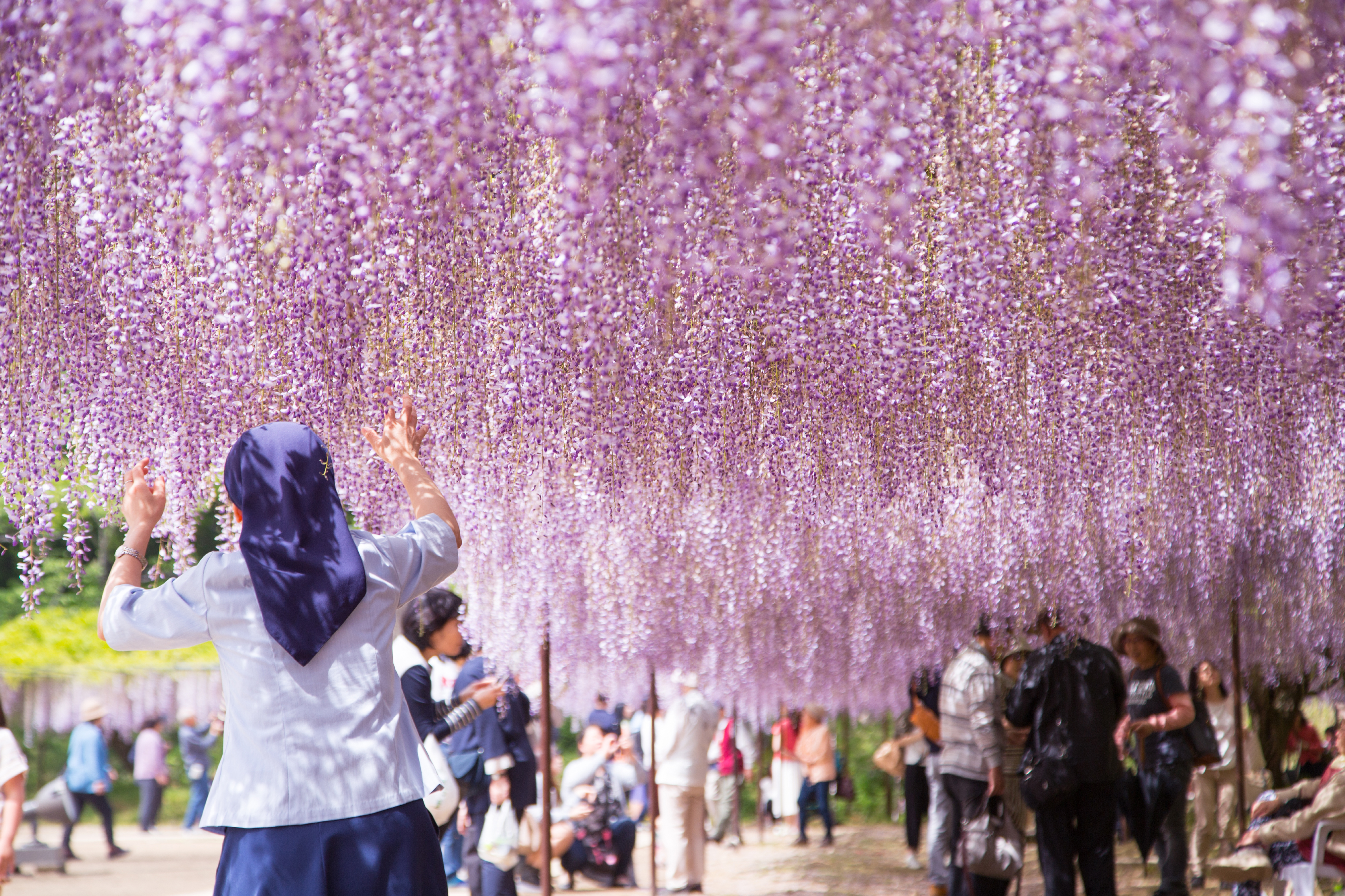 藤の花と子供