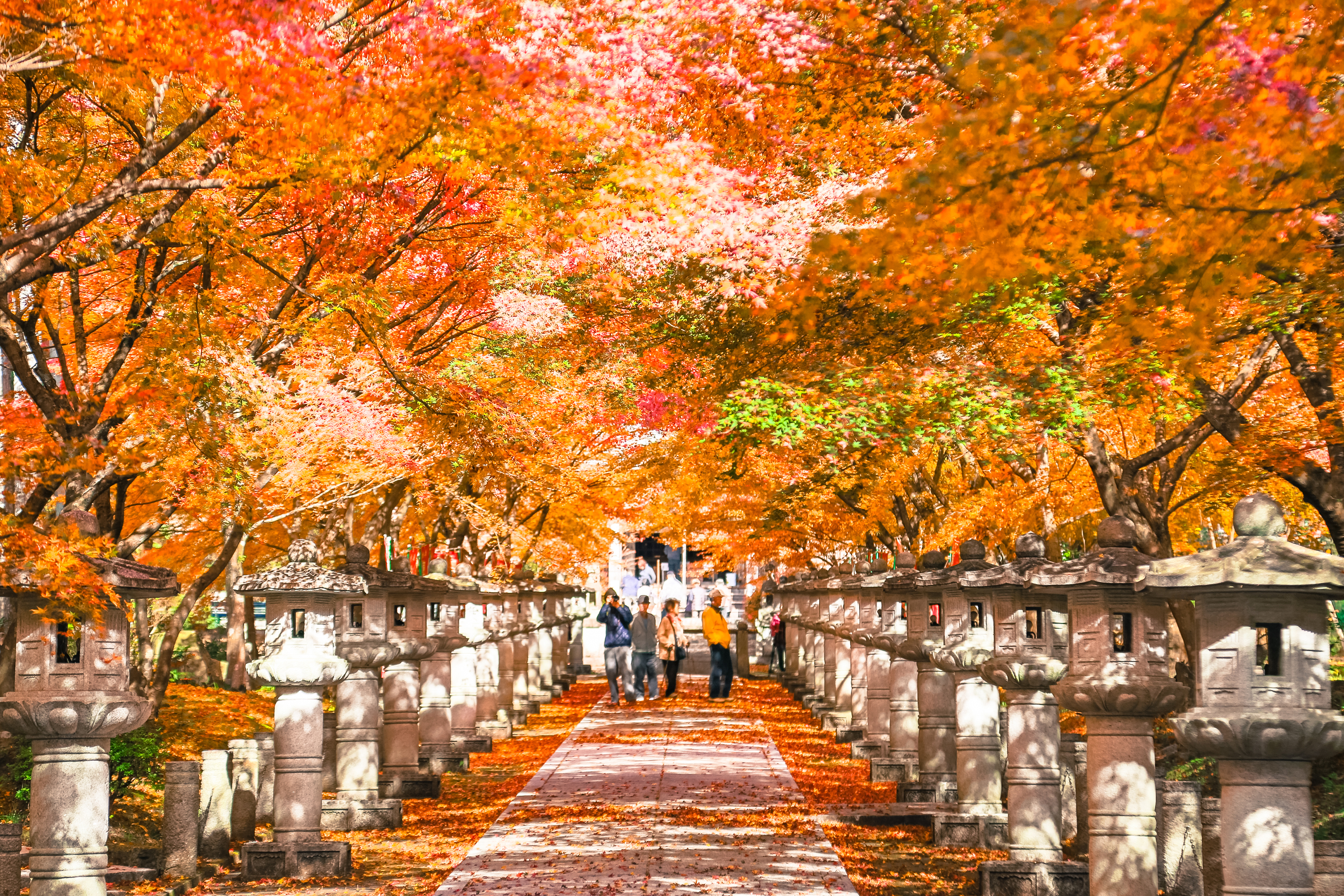 高山寺の紅葉