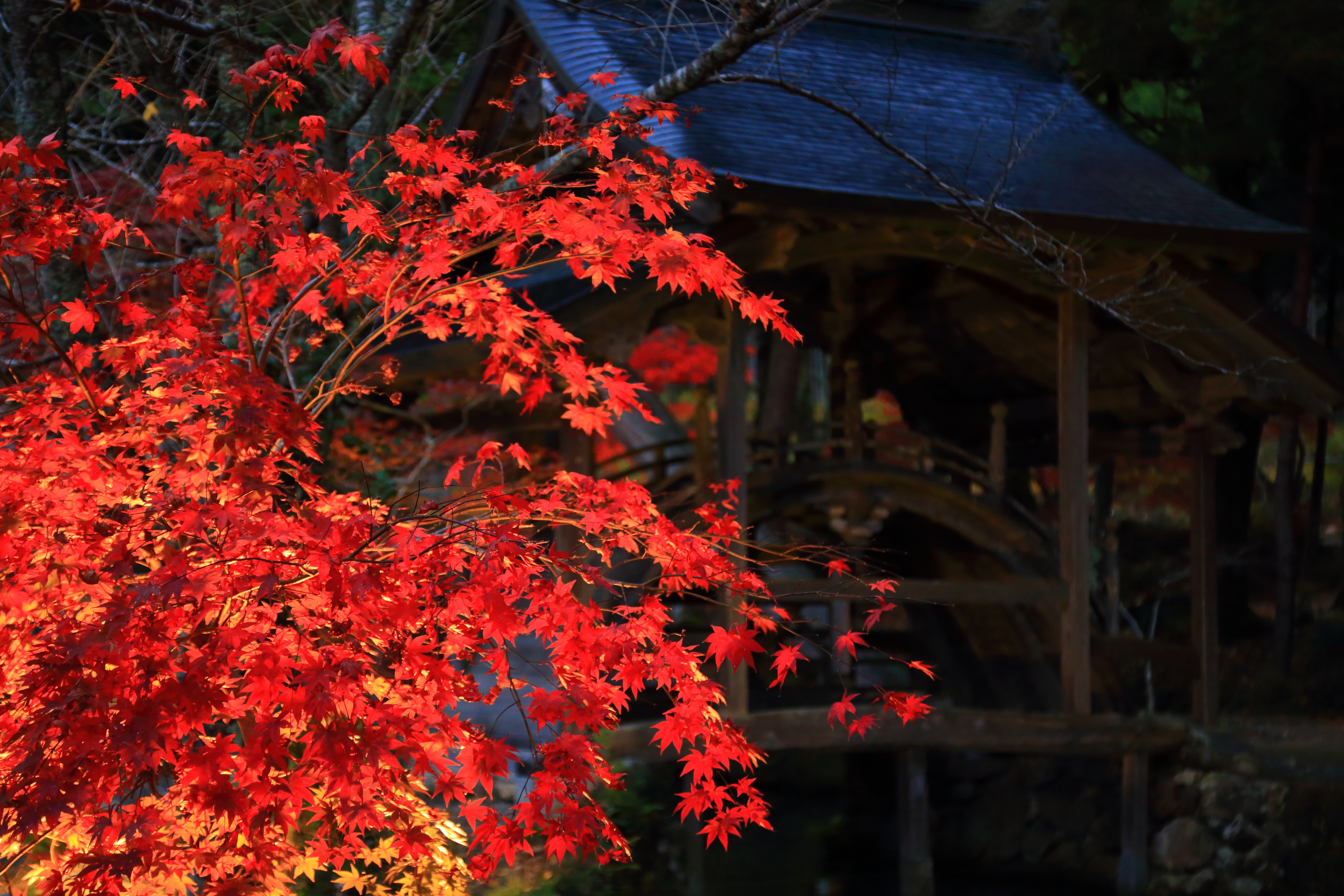 白毫寺の紅葉