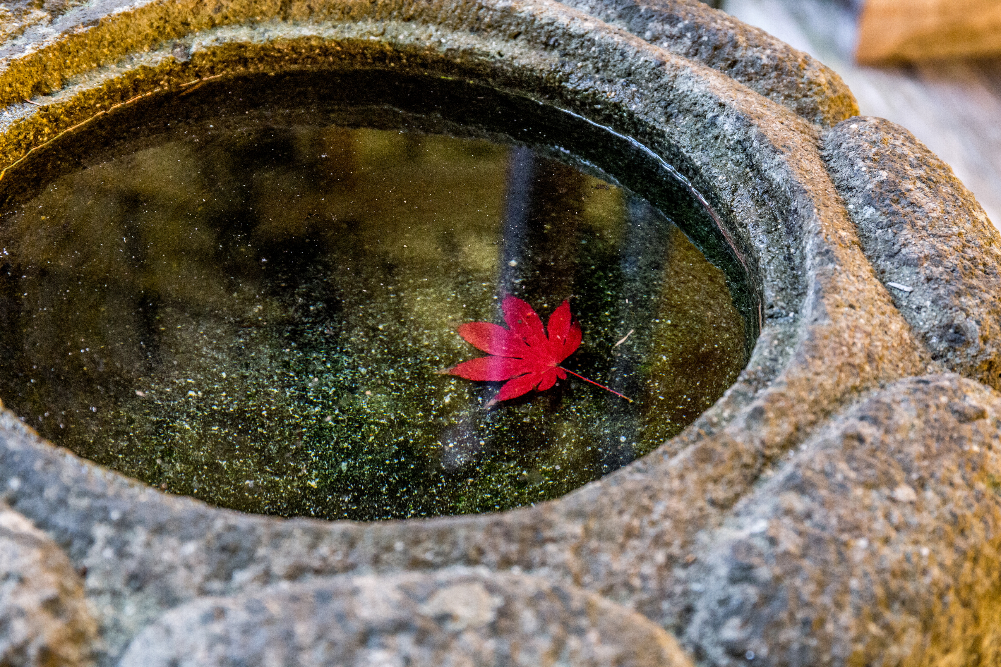 水の中の紅葉