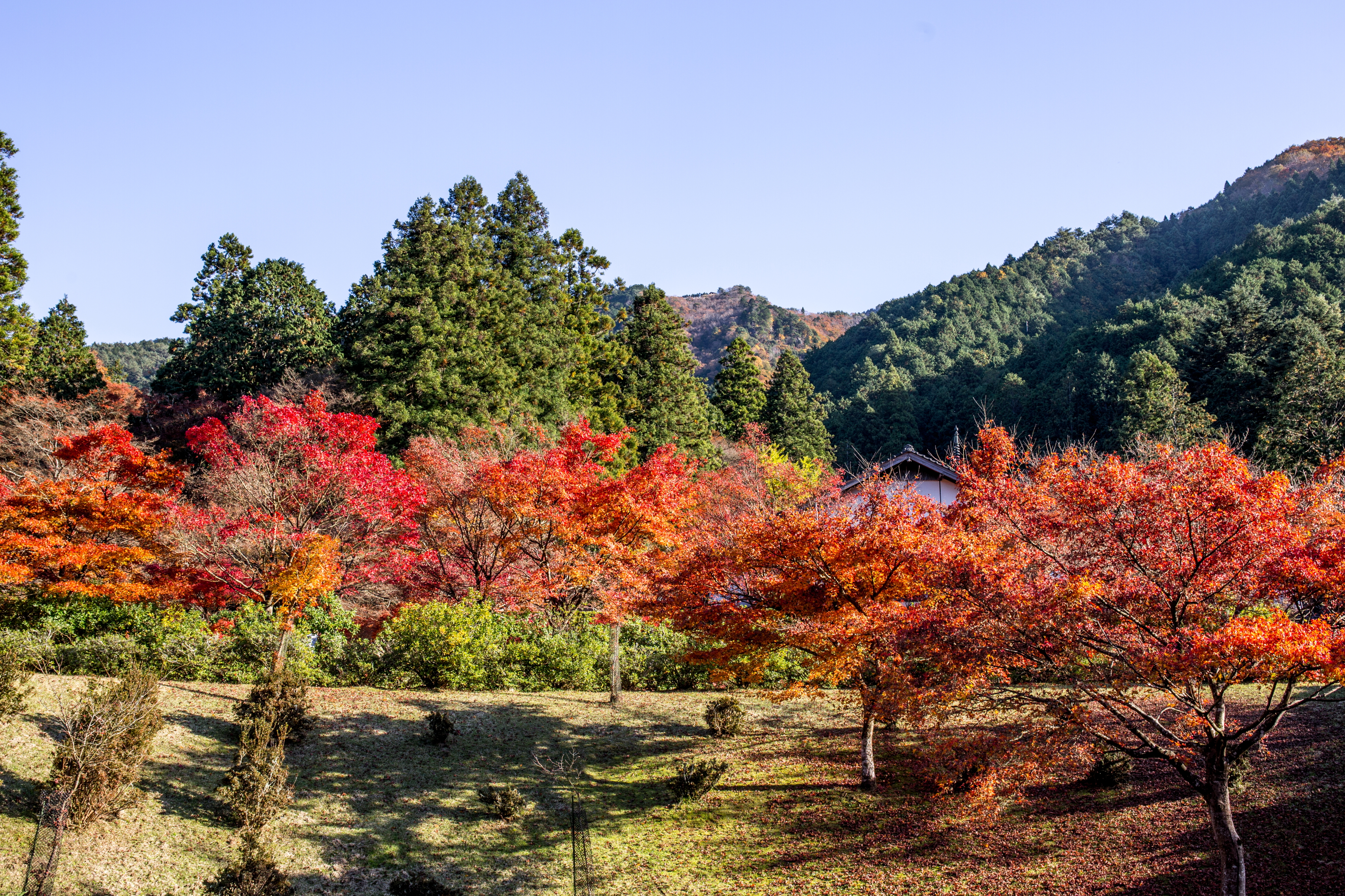 高源寺の紅葉