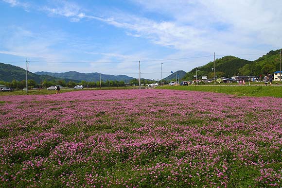 青空とれんげ畑