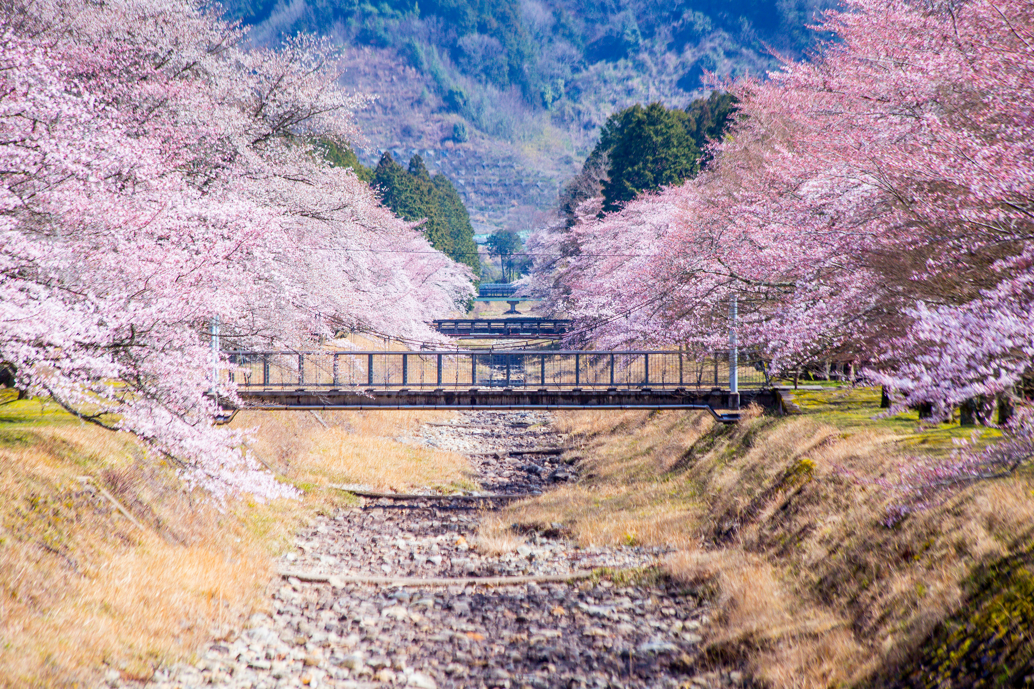 桜の咲き誇る様子