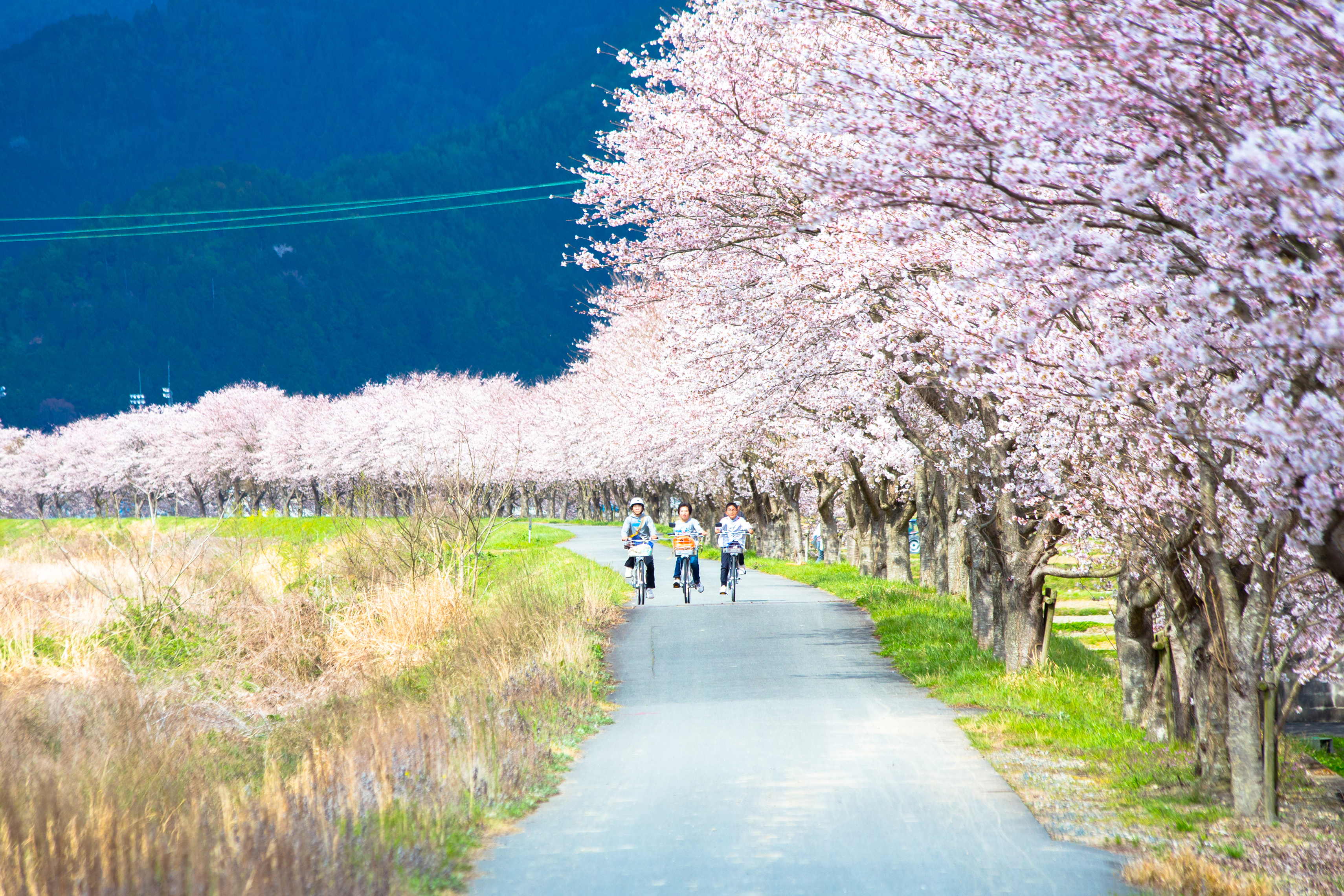 桜の咲き誇る様子