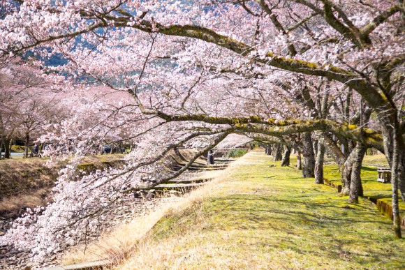 桜の咲き誇る様子