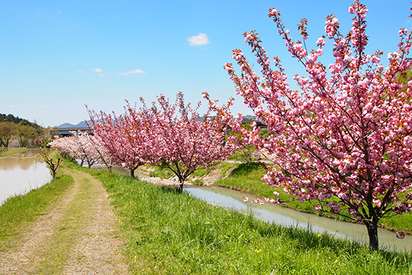 桜の咲き誇る様子